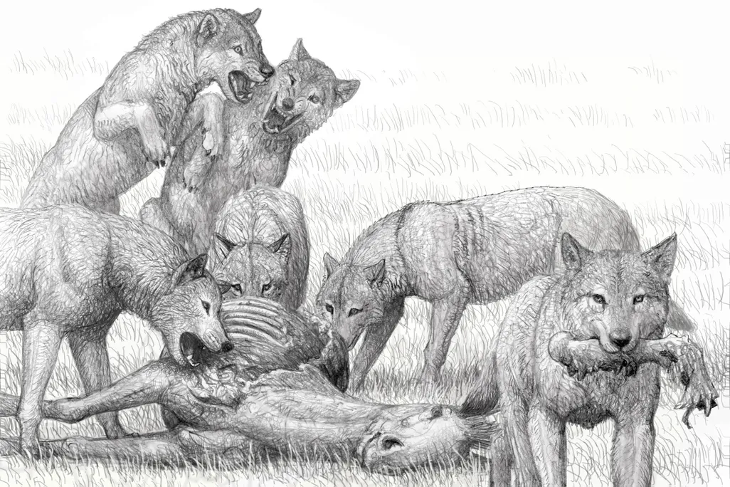 Borophagus Secundus