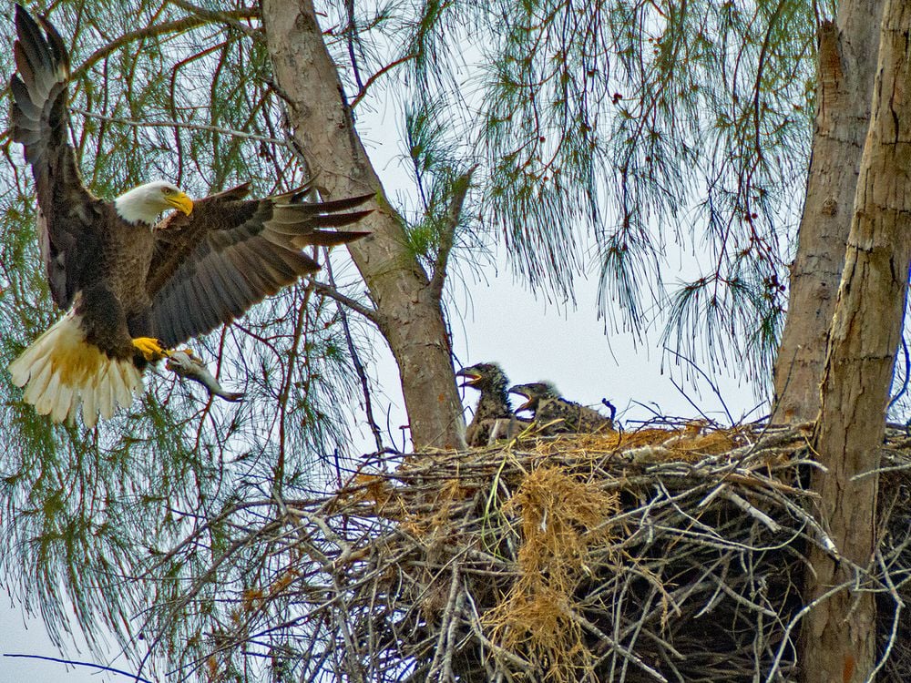 Eagle nest Marco Island, Fl Smithsonian Photo Contest Smithsonian