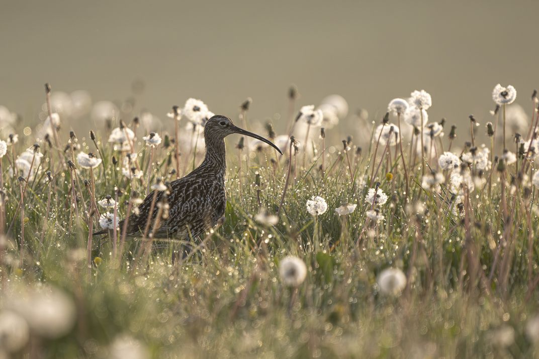 a long-necked and long-billed brown bird stands amid a field of fluffy, seed-bearing dandelions in early morning light