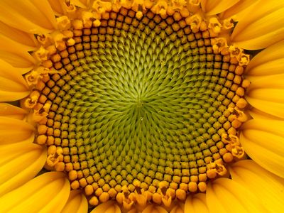 Artists and poets have long been inspired by the mathematical patterns found in nature—for instance, the remarkable fact that a sunflower's seeds follow the Fibonacci sequence. But there are myriad other ways that the realms of poetry and mathematics can intersect.