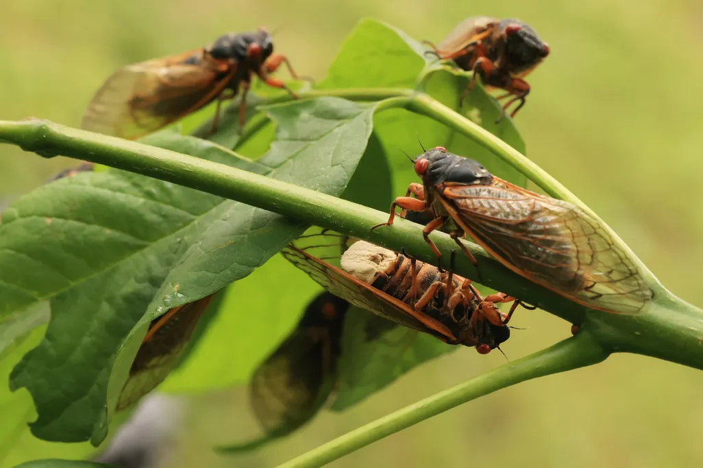 Several cicadas sitting on the leaves and stem of a plant