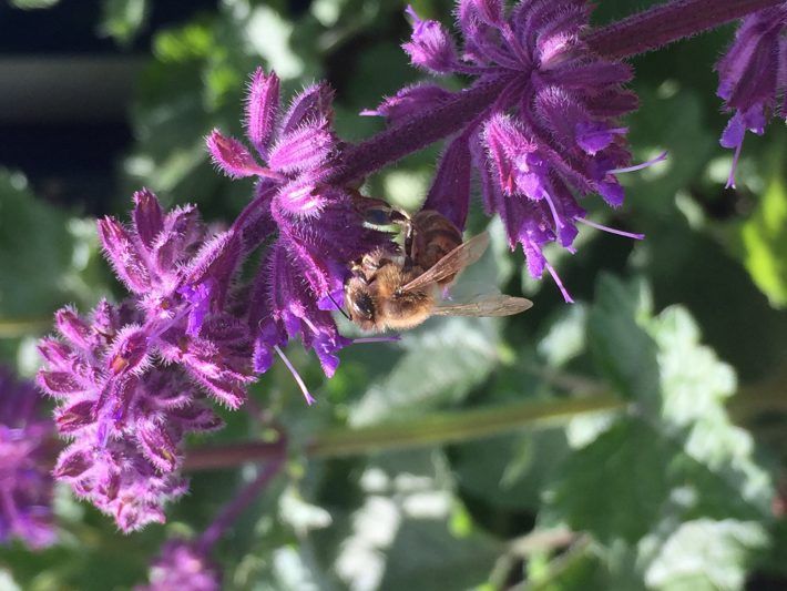 Honeybee-Harry-Siviter-Royal-Holloway-University-of-London-710x533.jpeg