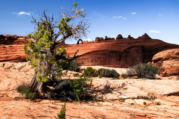 Where the Ancient Tree Faces the Arch of Time thumbnail