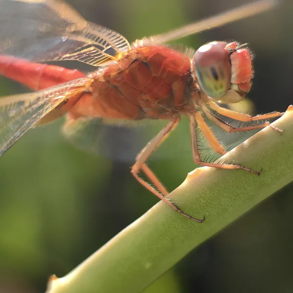 Male red dragonfly on aloe vera thumbnail