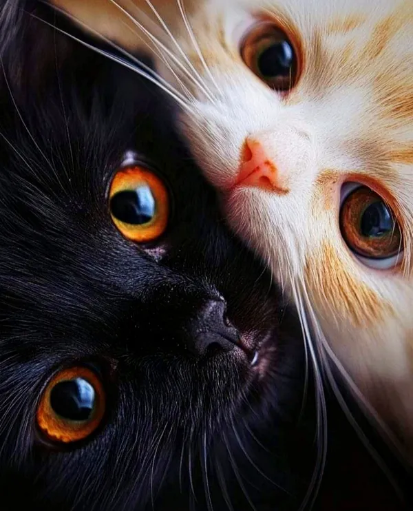 Harmony in Contrast thumbnail