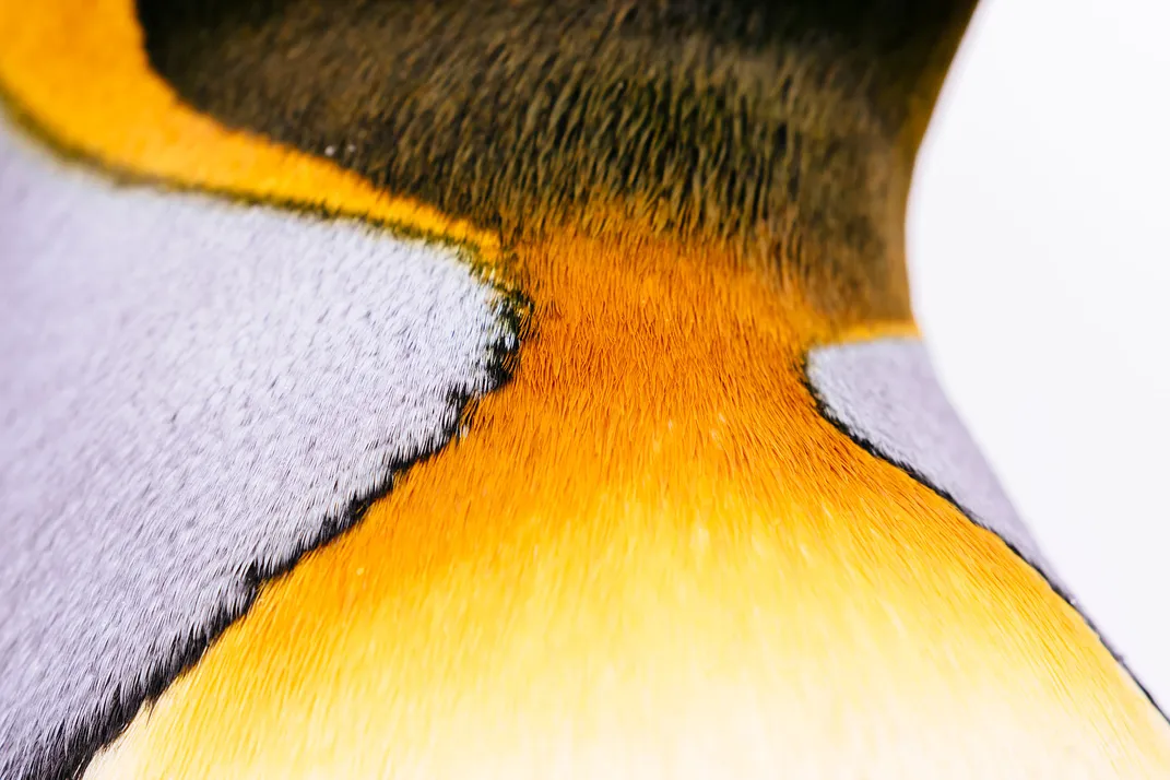 King Penguin