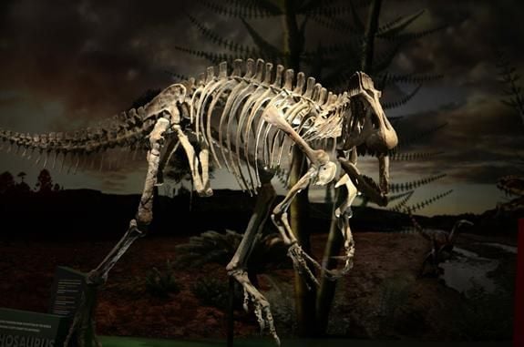 This Antarctic dinosaur, Cryolophosaurus, was formerly known as Elvisaurus.