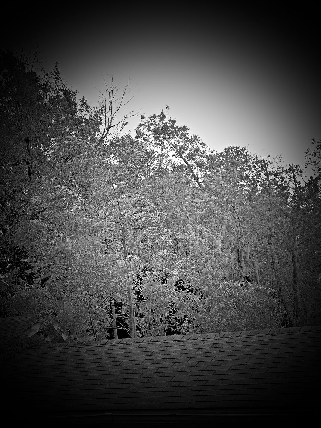 foliage-on-windy-day-smithsonian-photo-contest-smithsonian-magazine