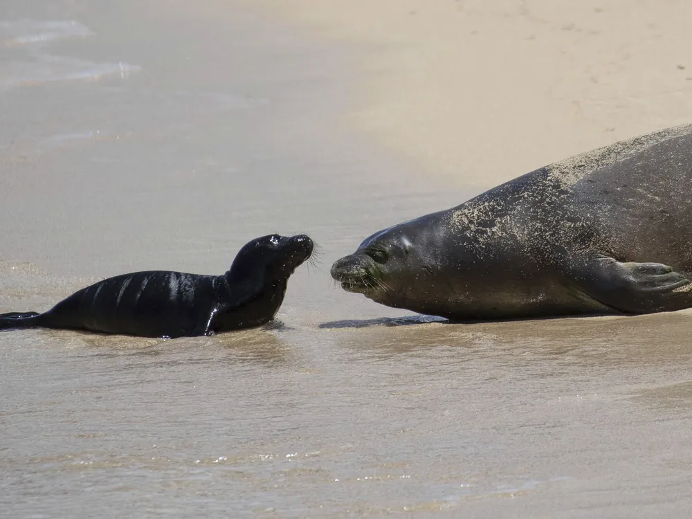 small black seal pup and large grey female seal