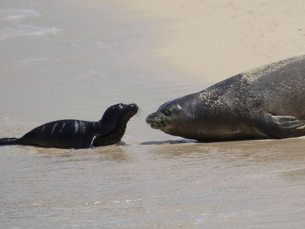 small black seal pup and large grey female seal