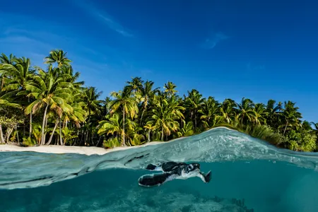 Tetiaroa is a haven for wildlife, including sea turtles, crabs, seabirds, sharks, coral and fish.