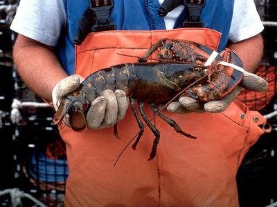 Researchers are hoping to track the conditions lobsters experience as they travel through the supply chain with an eye to reducing the number that die along the way.