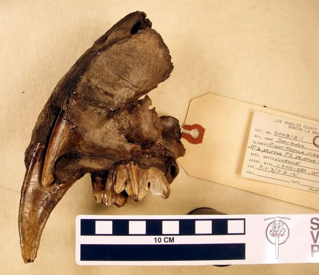 Smilodon fatalis baby tooth