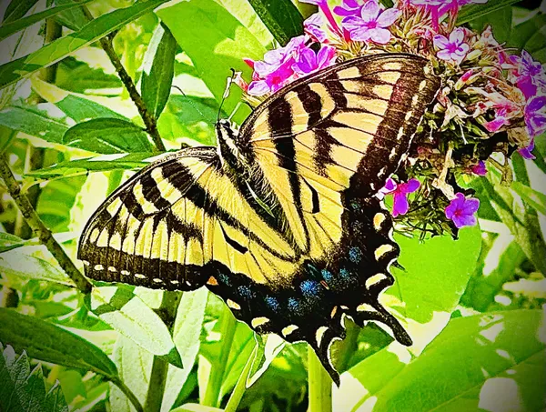 Swallowtail Butterfly in Cape Cod Garden thumbnail