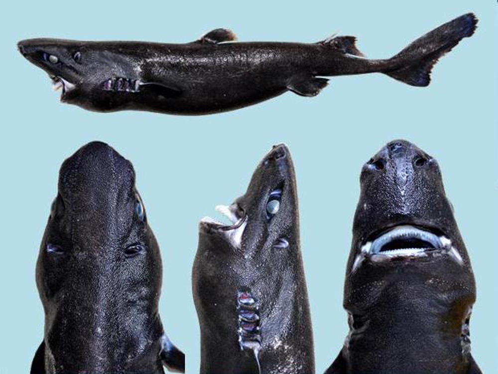 A New Species of Shark Gives a Hat Tip to Both Jaws and Ninjas