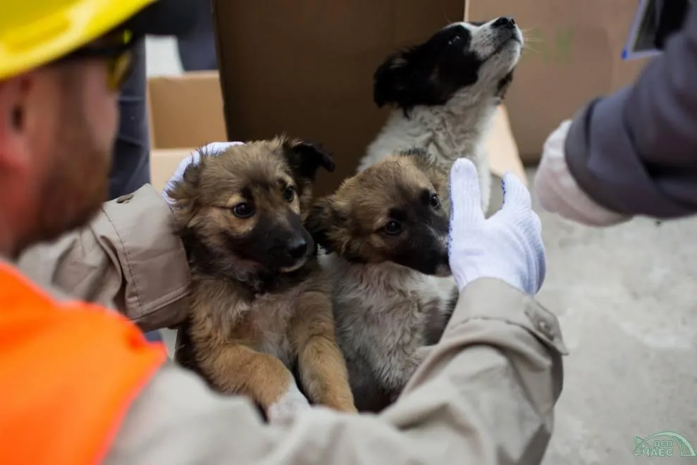 Chernbobyl Puppies