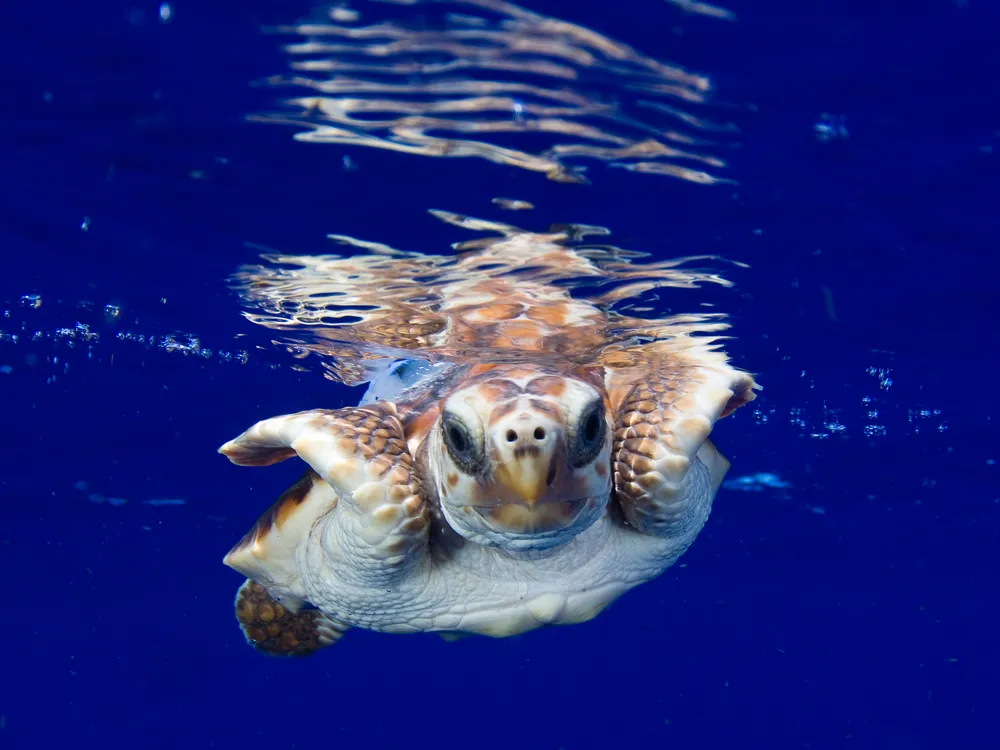 Tagged Neonate Sea Turtle