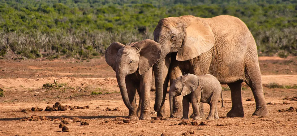  Addo Elephant National Park, South Africa 