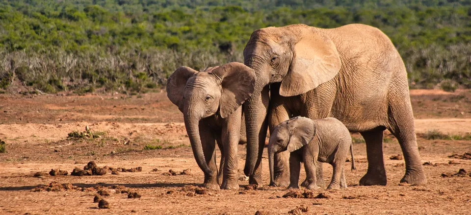  Addo Elephant National Park 