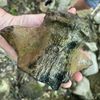 Geologists Stumble Upon Remains of Giant 'Sea Monster' in Mississippi, Likely the Largest Mosasaur Ever Identified in the State icon