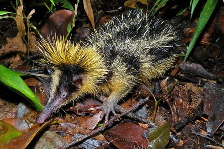 The lowland streaked tenrec (Hemicentetes semispinosus) in Andasibe-Mantadia National Park, Madagascar.