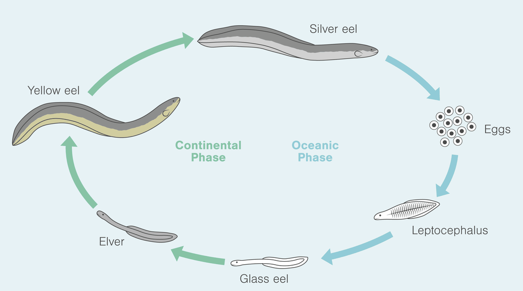 American eels