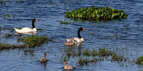 Black neck swan family thumbnail