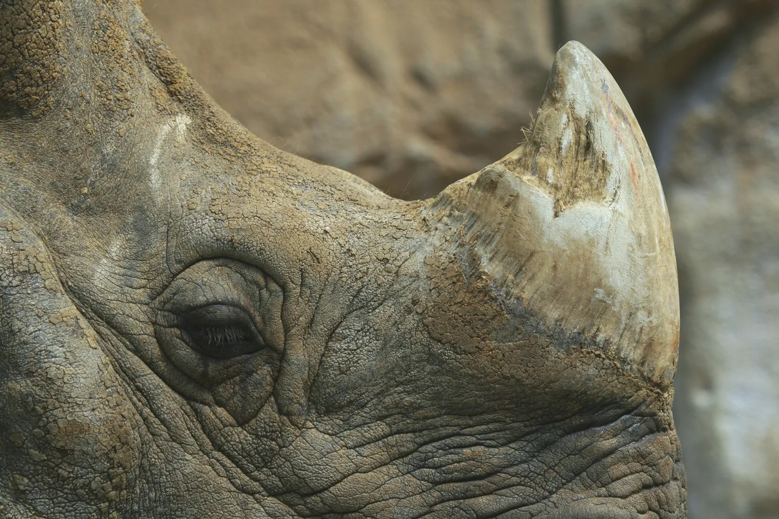 Could legalising the trade in rhino horn save the species?