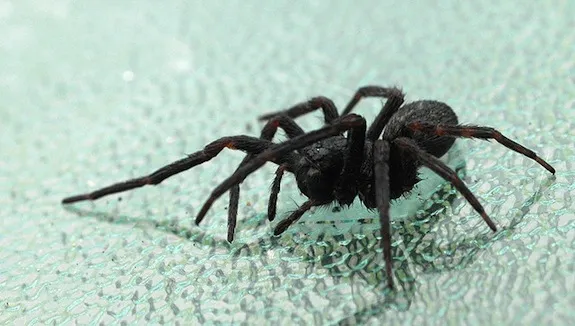 If You Must Kill That Spider, The Best Way Is To Freeze It | Smart News|
 Smithsonian Magazine