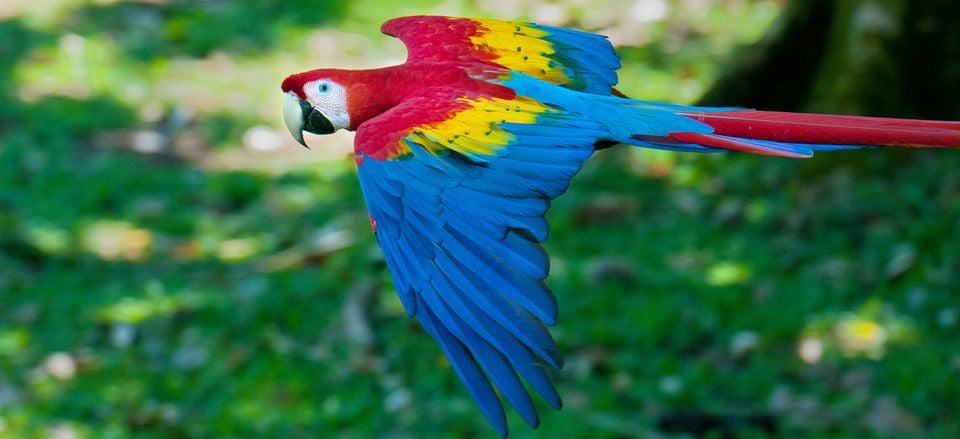  The scarlet macaw. Credit: Harvey Abernathey