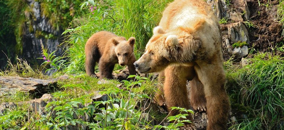  Bears on Kodiak Island, Alaska. Credit: Joseph Classen