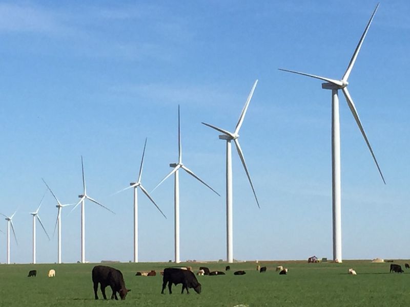Wind Farm and Cattle, outside Seymour, Texas Smithsonian Photo