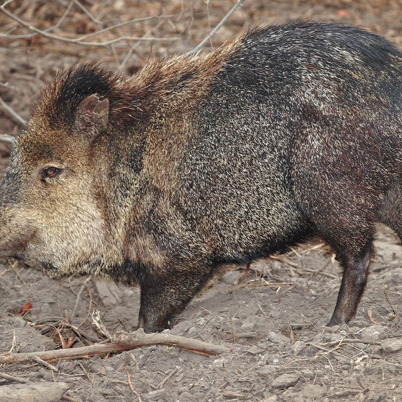 Javelina Bite