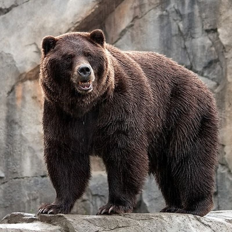 The Science of How to Survive a Bear Attack, Smart News