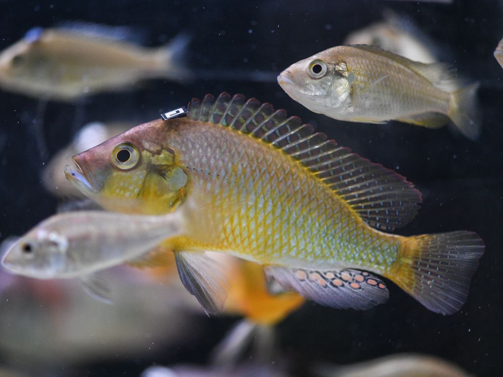 A side view of an Astatotilapia burtoni fish in an aquarium with a barcode attached to its head, with other fish swimming in the background