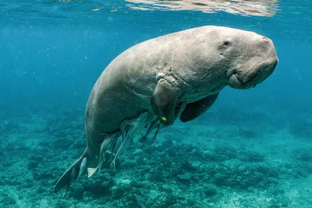 A dugong, also known as a sea cow, in a protected marine reserve in the Philippines. On the mammal&rsquo;s underside, remora fish snack on parasites&mdash;and dugong poop.