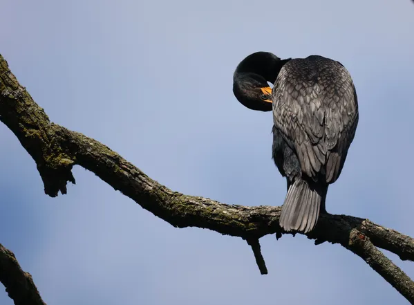 A Double-crested cormorant sitting along the Des Plaines River. thumbnail