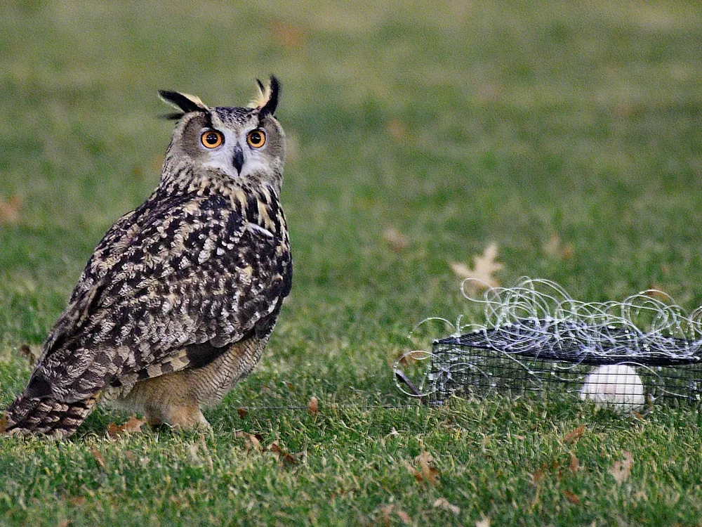 owl in the grass next to a pile of wire with a white rat inside