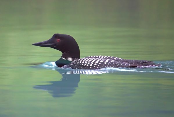 Lonely Loon thumbnail