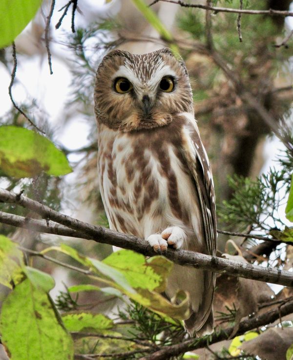 A Northern Saw-whet Owl thumbnail