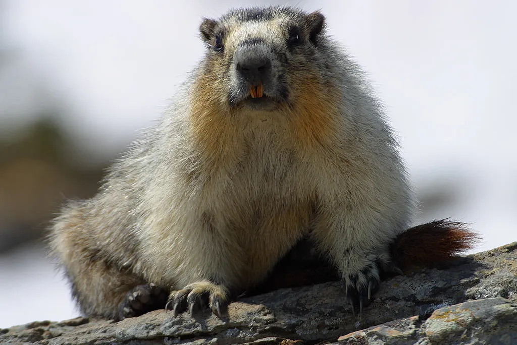 Yellow-bellied-marmots.jpg