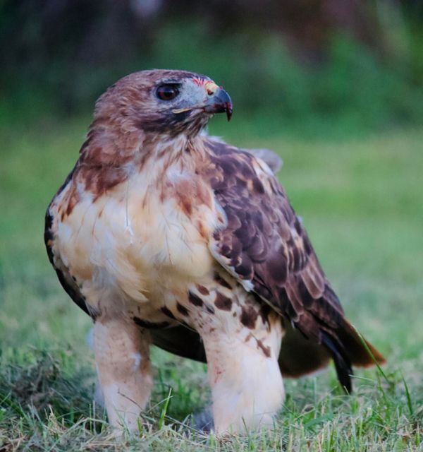 This red-tailed hawk stands in fierce stillness, its gaze locked and feathers flared like nature’s own armor. Caught mid-watch on a sunlit field, it’s a portrait of wild precision and untamed grace. thumbnail
