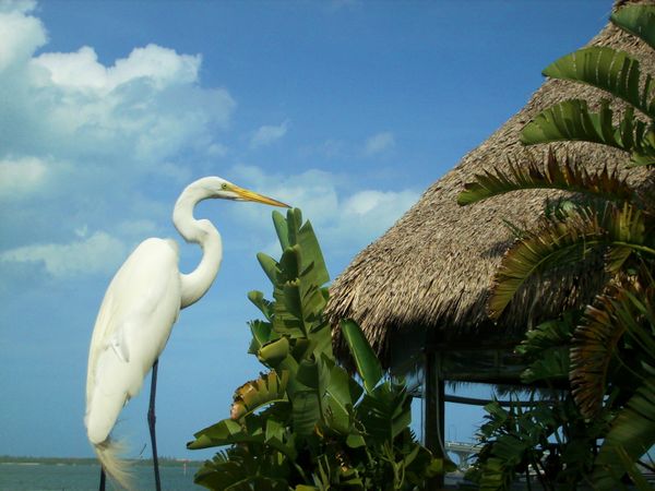 Tiki Bar Buddy thumbnail