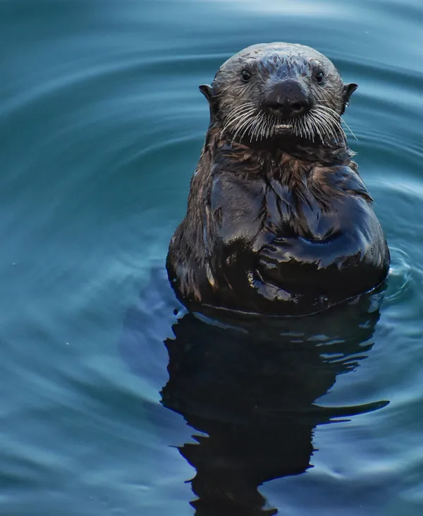 Sea Otter Communication thumbnail