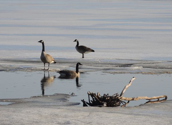 Canada geese return early. thumbnail