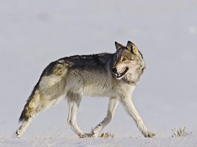 Gray Wolf in Yellowstone