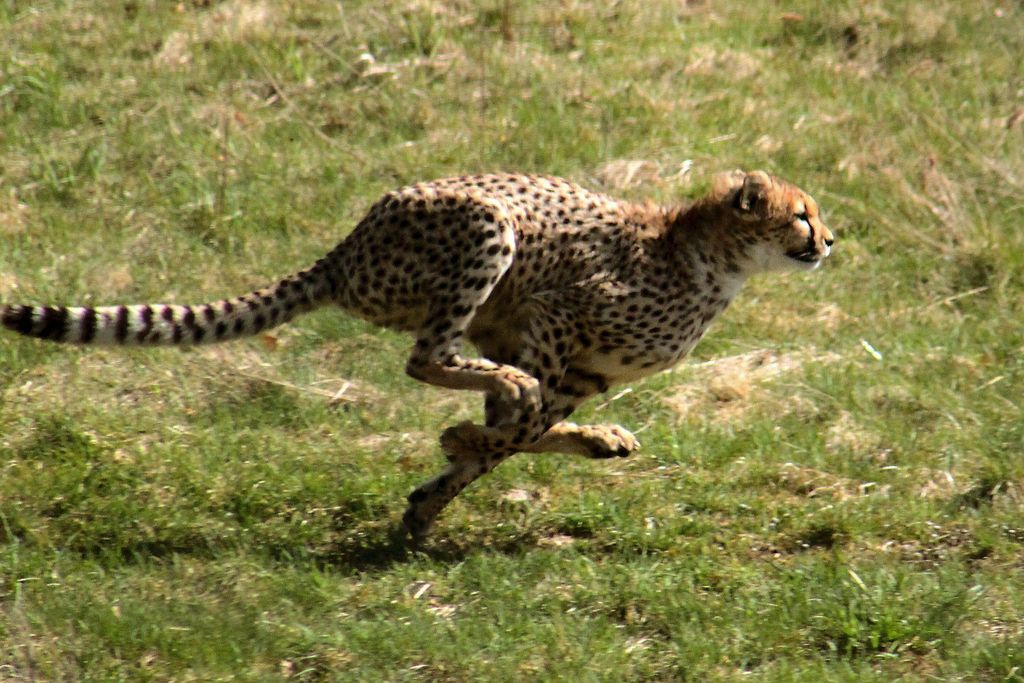 Cheetah