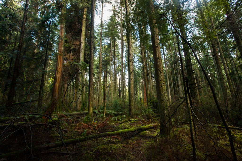 A British Columbia rainforest