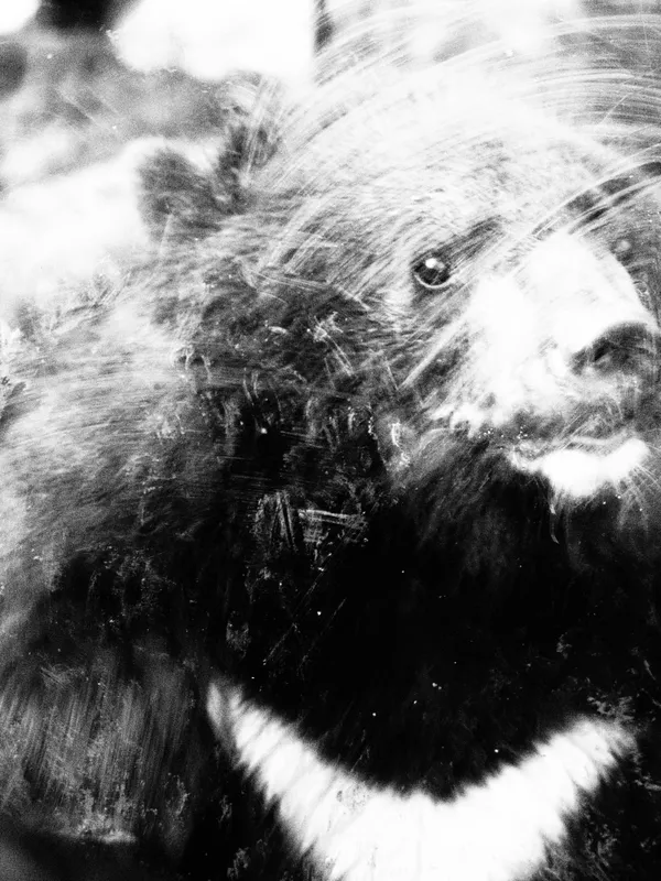 The eager bear thumbnail