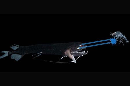 A midwater creature has few ways to hide from predators. A new report says some tiny crustaceans use tiny spheres that might be bacteria to cloak themselves with invisibility.